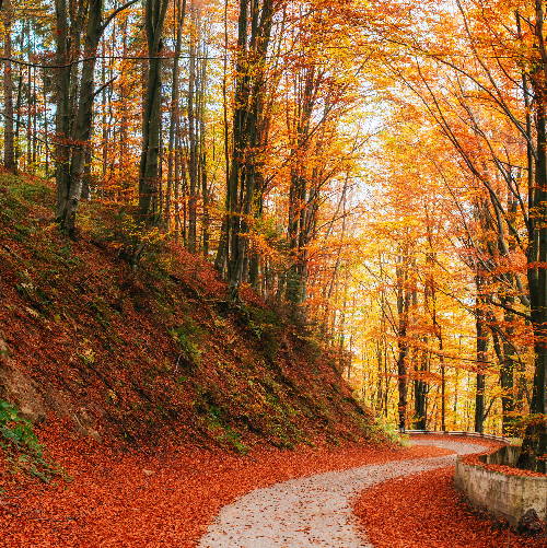 Autumn Stroll